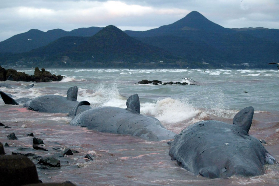 balene, giappone, spiaggiate