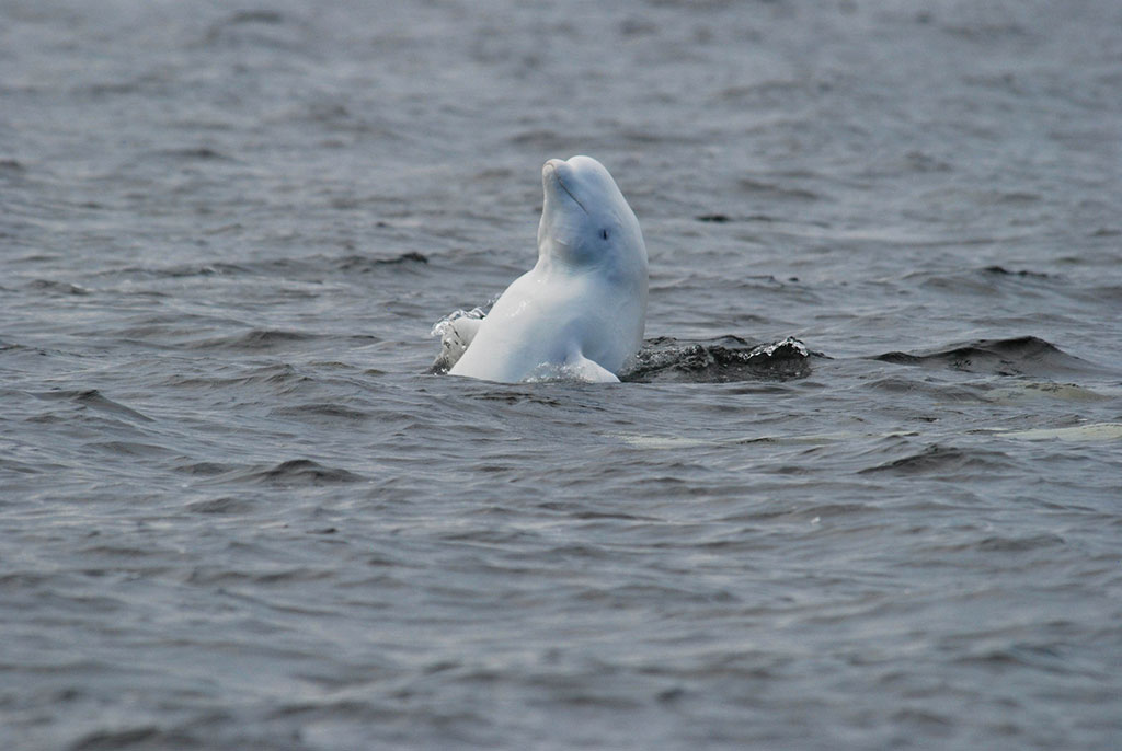 vietata la pesca commerciale nel mar glaciale artico