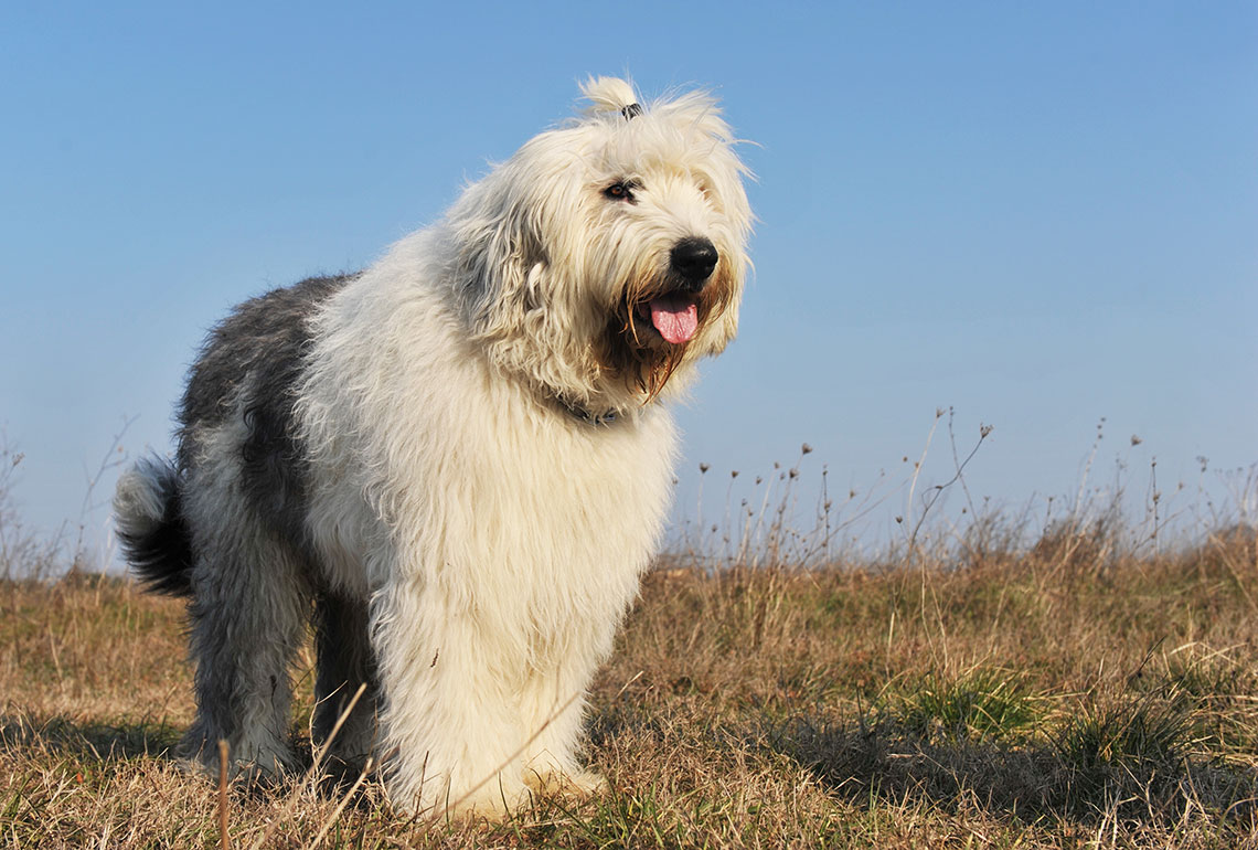 Bobtail, il cane da pastore inglese che rischia l'estinzione | LifeGate