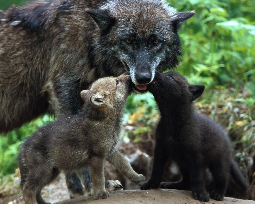 Perché Si Dice In Bocca Al Lupo