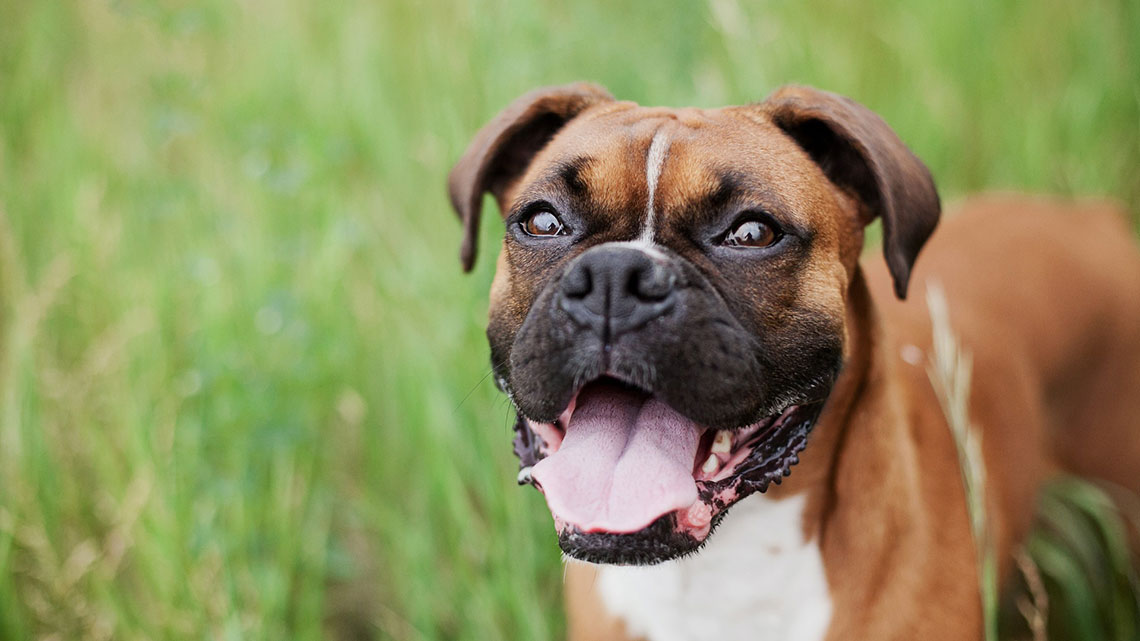 Boxer Un Compagno Affettuoso Nato Come Cane Da Difesa LifeGate