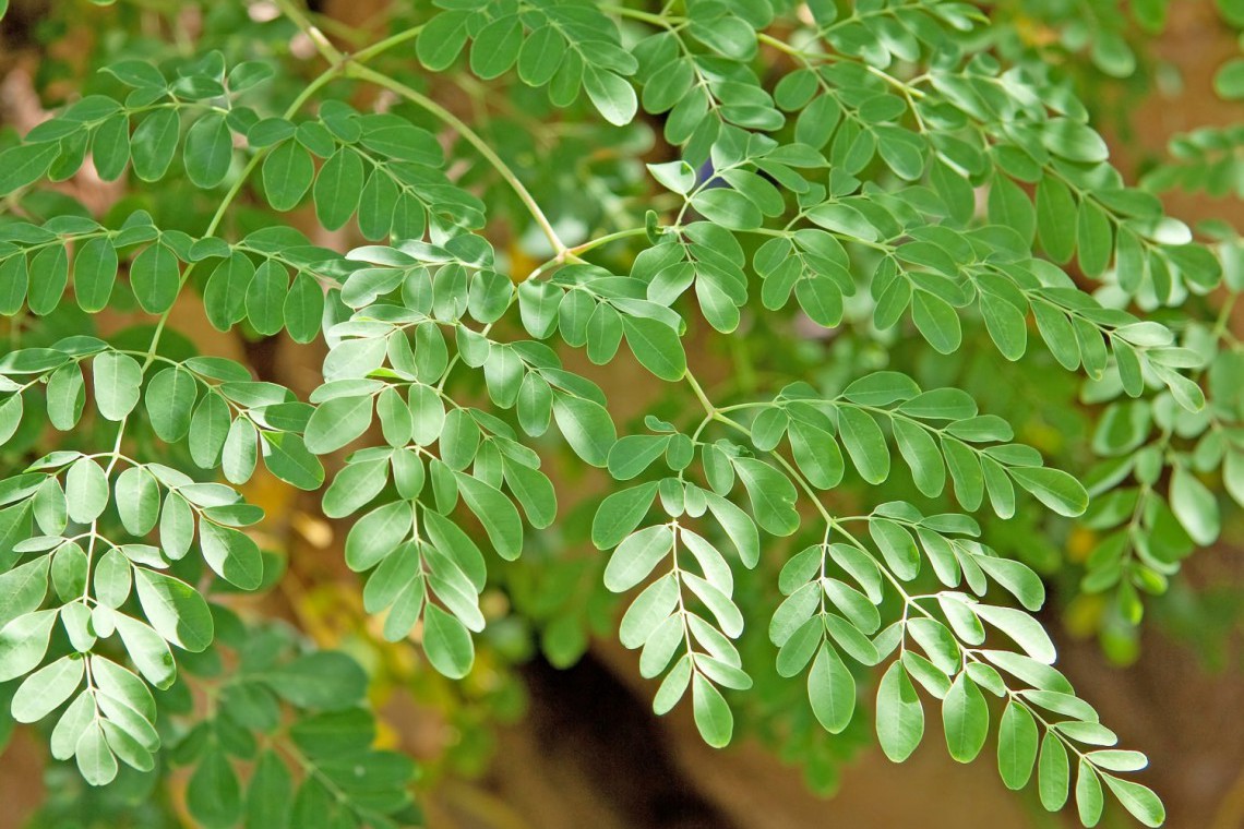 Risultati immagini per Moringa Oleifera