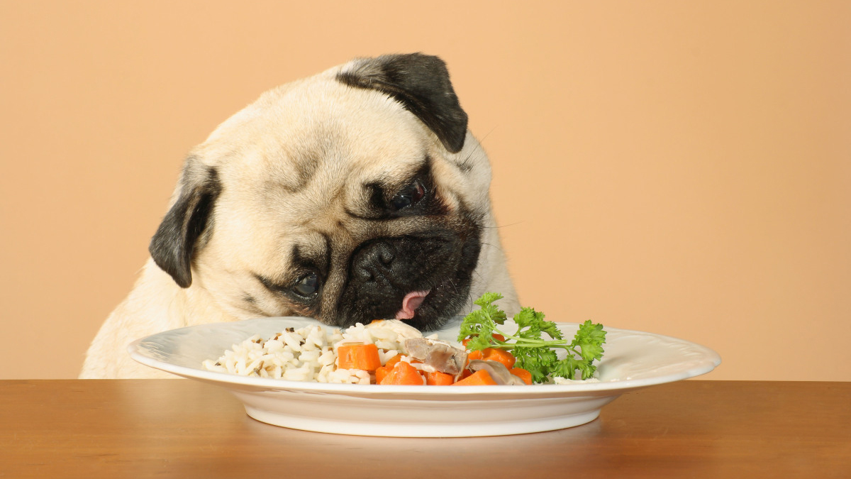 Cosa lega l'alimentazione del cane al suo comportamento LifeGate