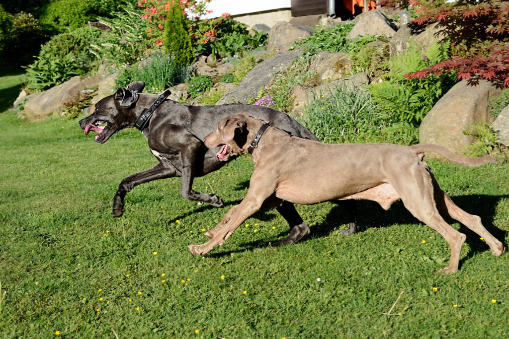 traumi ferite stiramenti nel cane come curarli