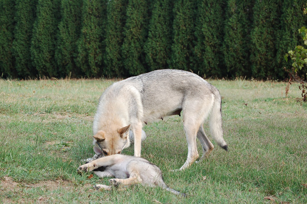giardia rimedi naturali