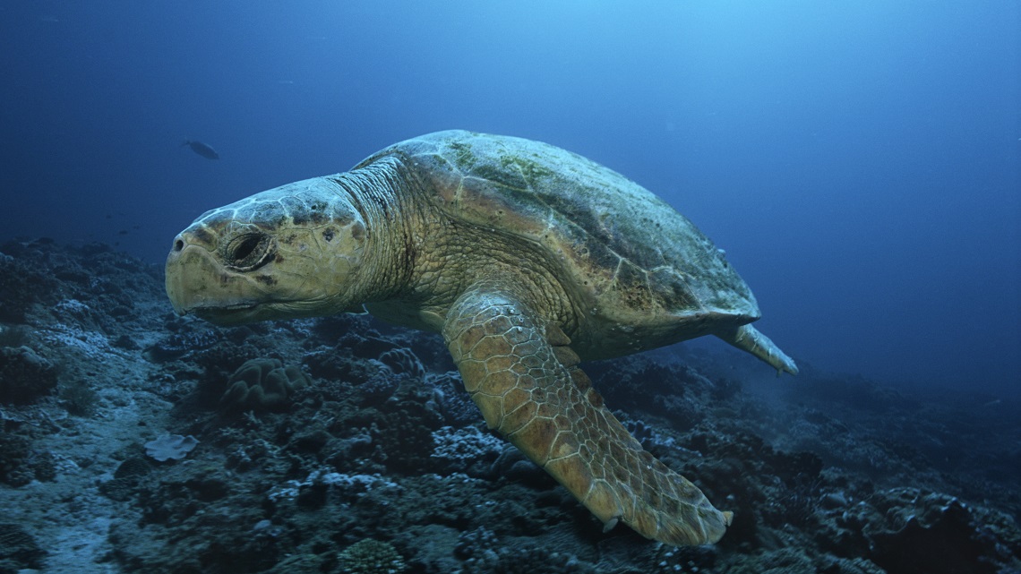 C Ancora Speranza Per Le Tartarughe Marine LifeGate