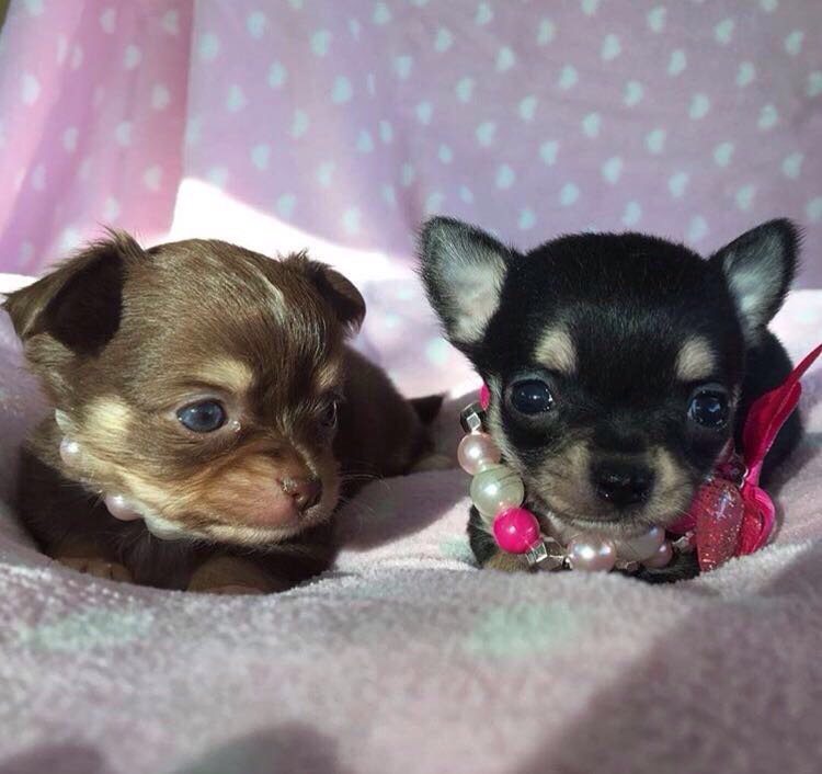 Le Caratteristiche Del Chihuahua Un Piccolo Cane Dal Grande Coraggio Lifegate