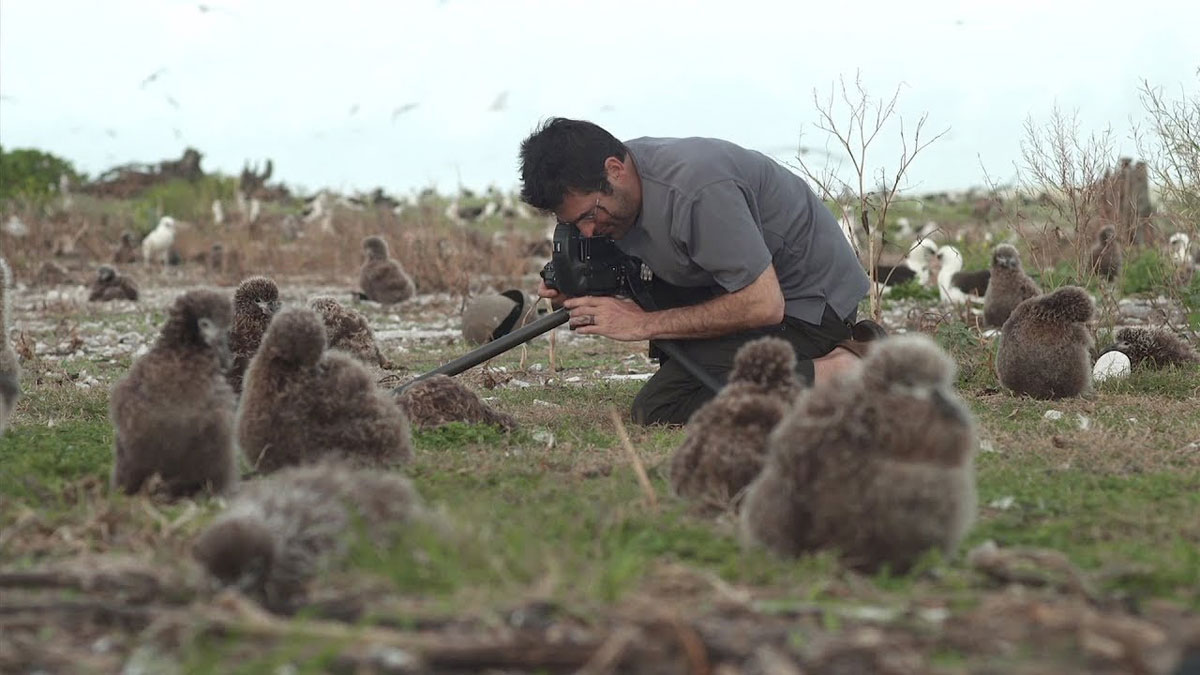 Il fotografo Chris Jordan fotografa gli albatross sull'isola di Midway