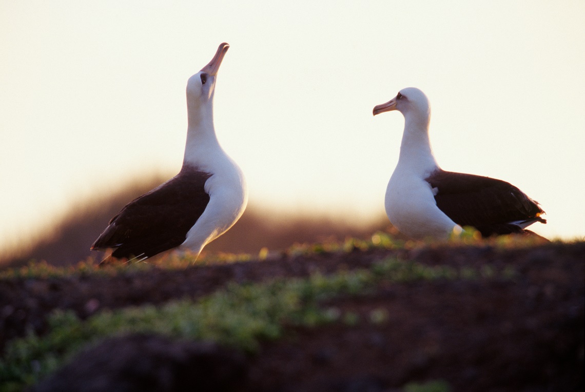 Coppia di albatros di Laysan alle Hawaii