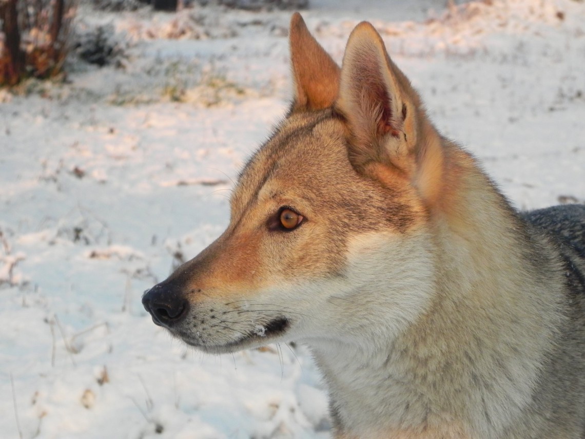 Cane Lupo Cecoslovacco Caratteristiche Del Cane Che Sembra Un Lupo