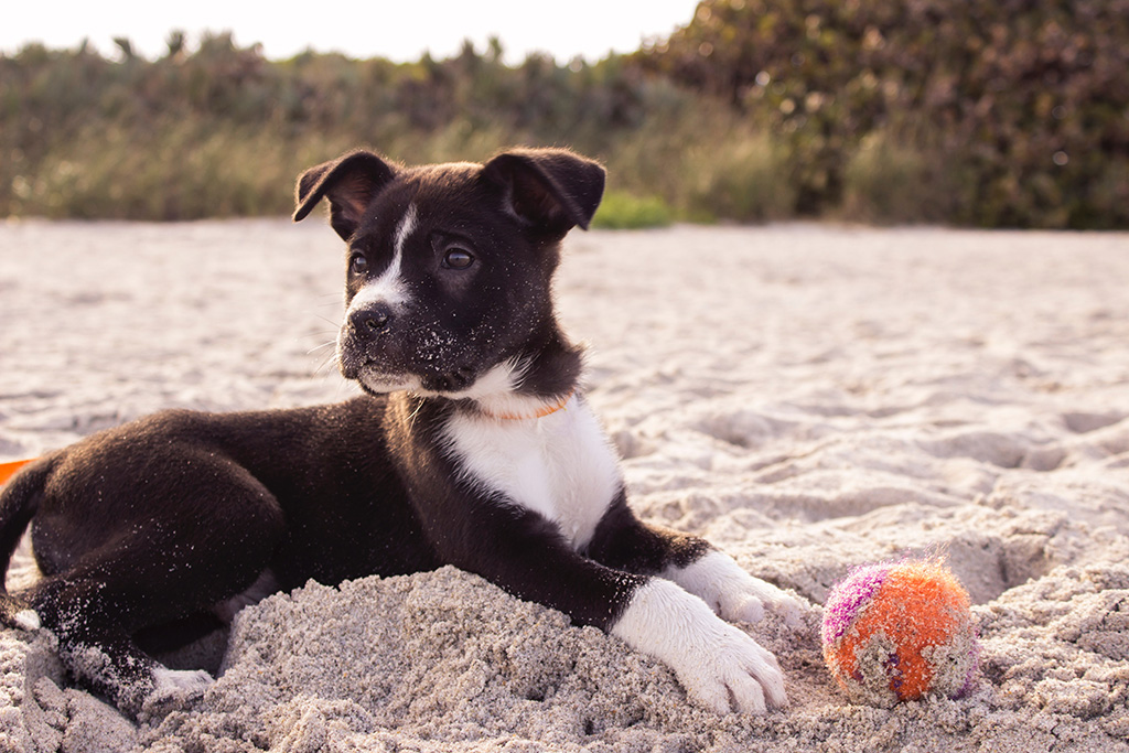 traumi ferite stiramenti nel cane come curarli