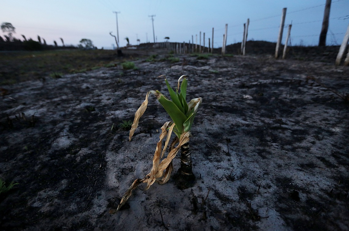Pianta che spunta da un terreno bruciato