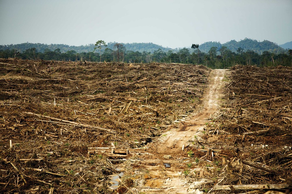 deforestazione, erosione del suolo
