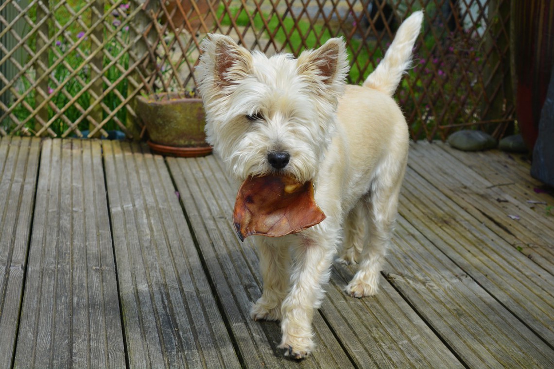 dieta per cani con cancro al fegato dieta per cani con cancro al fegato