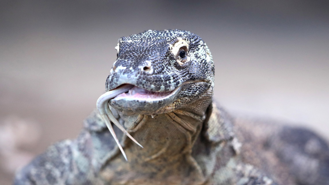 L’isola di Komodo chiuderà ai turisti per proteggere i suoi draghi dal