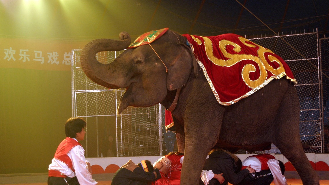 Animali Nel Circo Pro E Contro