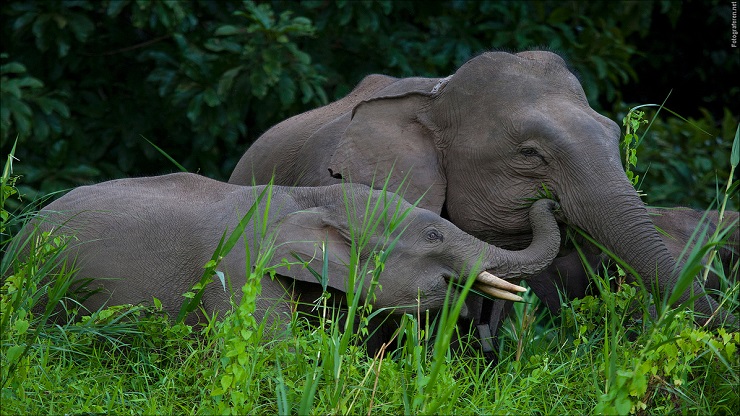 Quanto Pesa Un Cucciolo Di Elefante