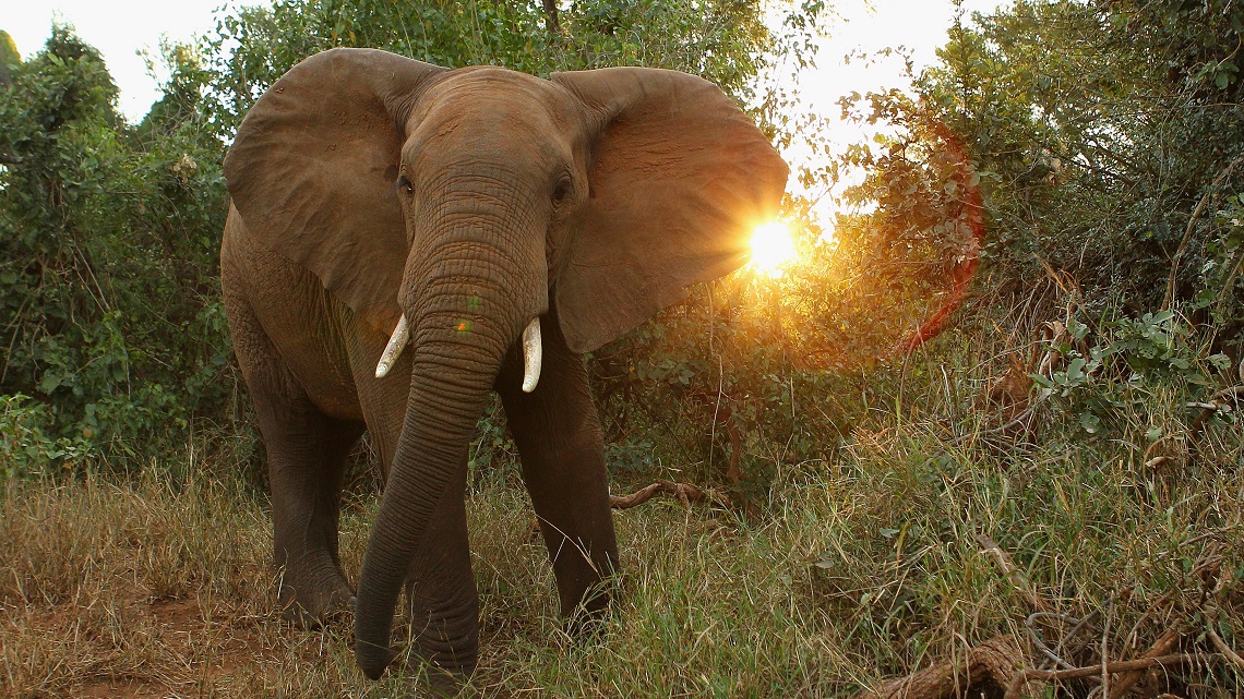 Resultado de imagem para elefante satao