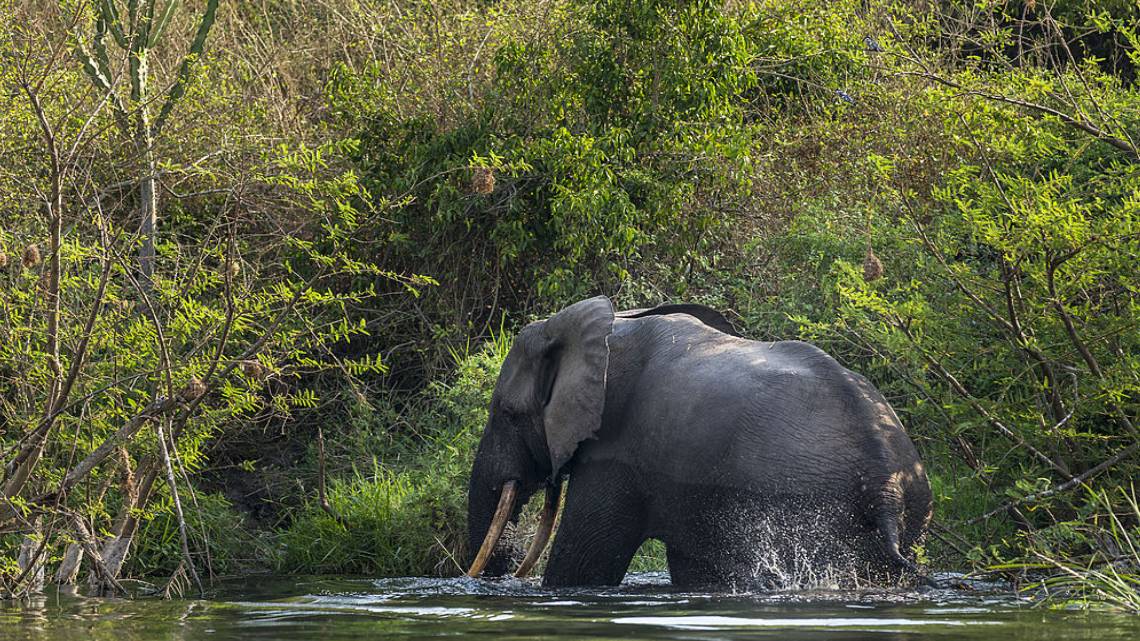 elefanti, foresta, africa