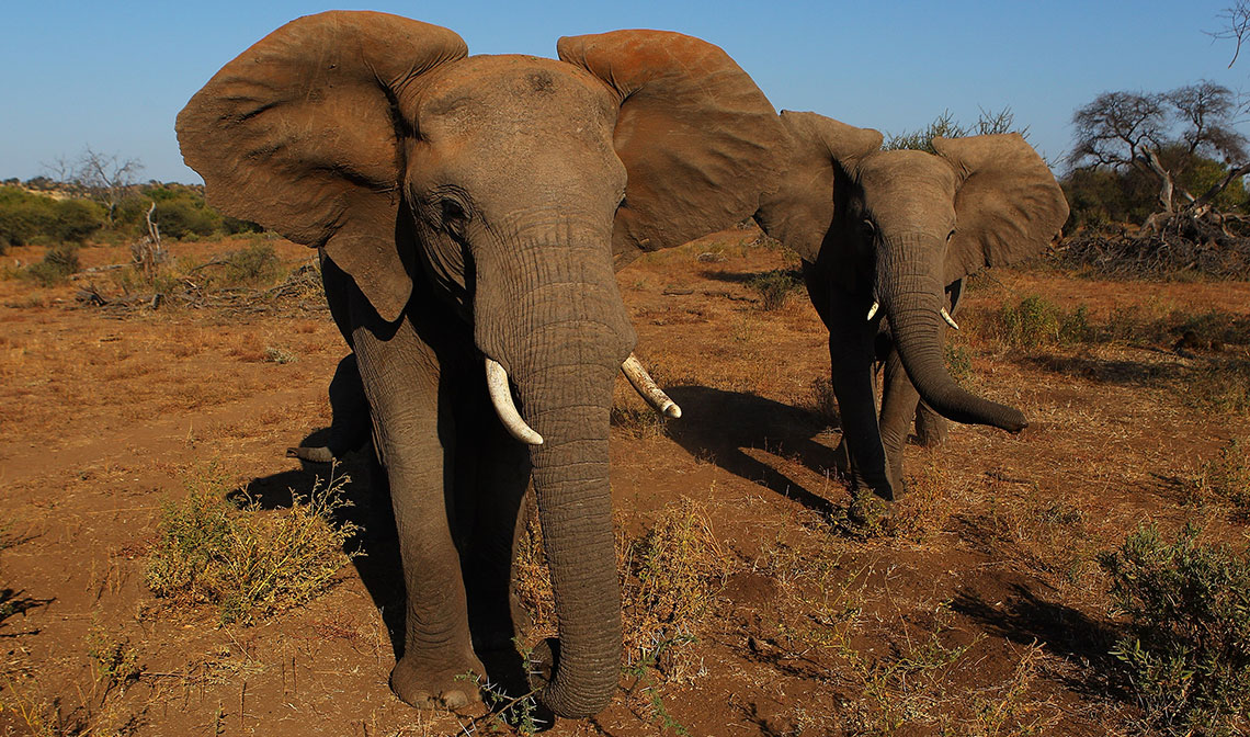 Botswana, altri 39 elefanti sono stati trovati morti. Il governo indaga