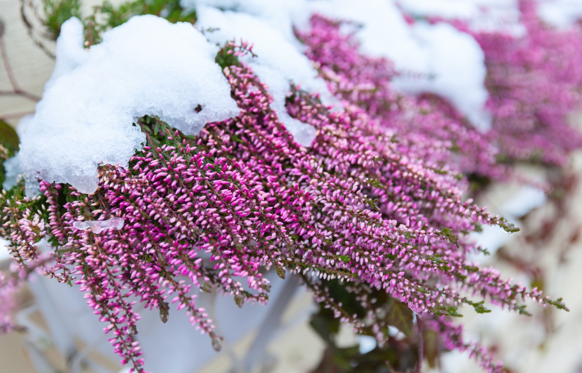 10 piante resistenti al freddo che fioriscono in inverno