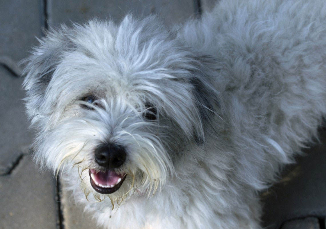 Maltese Il Cagnolino Bianco Che Viene Dal Mare Lifegate