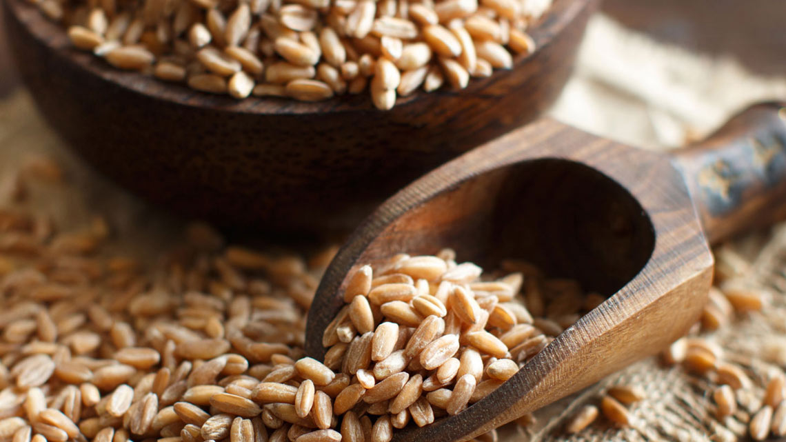 Farro proprietà e come cucinarlo LifeGate