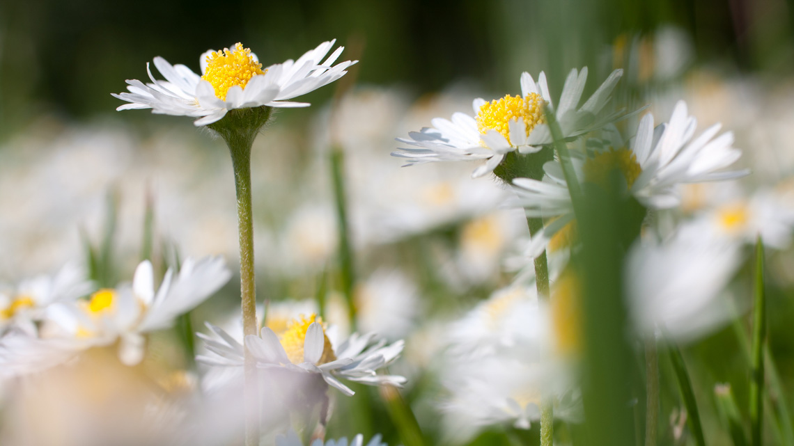 Immagini Fiori - Bellissimi fiori di montagna. Scarica paesaggi widescreen ... / 31346 disegni pronti da stampare divisi in oltre 200 categorie e.
