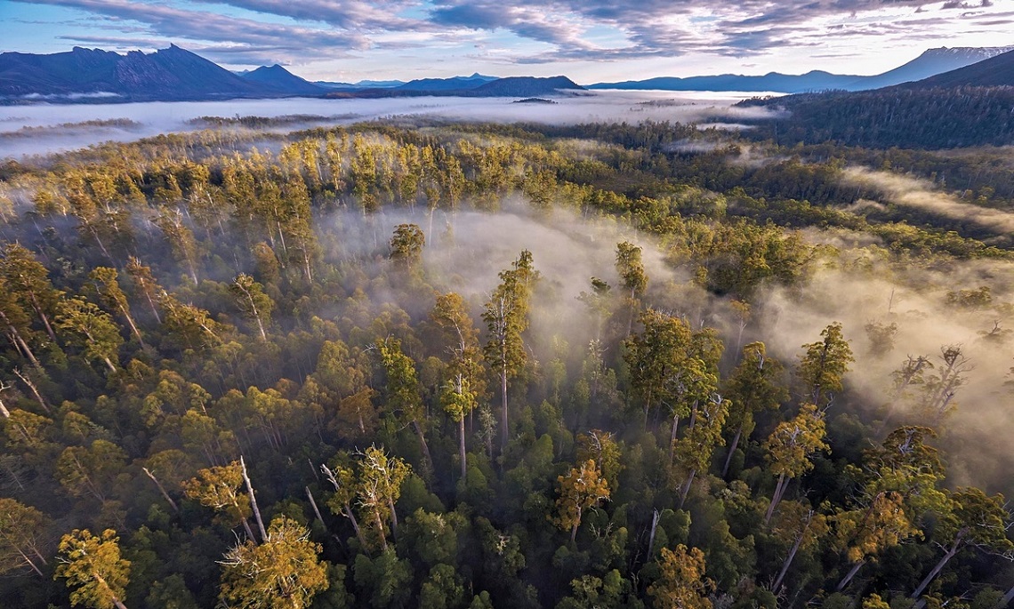 La Tasmania Va A Fuoco A Rischio Le Foreste Millenarie LifeGate