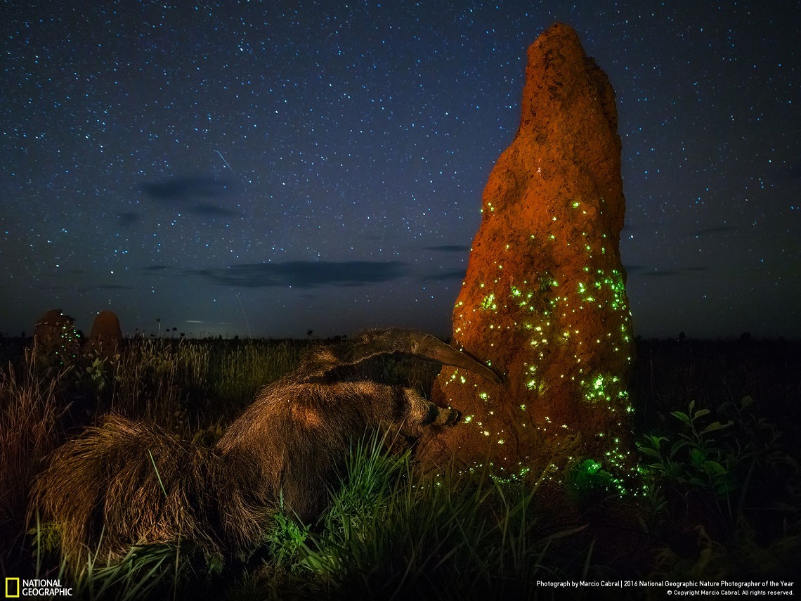 National Geographic Premia Le Migliori Foto Di Natura Del 16 Lifegate