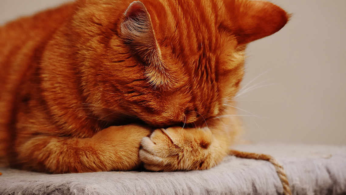 Diabete Nel Cane E Nel Gatto Un Aiuto Arriva Dalla Natura
