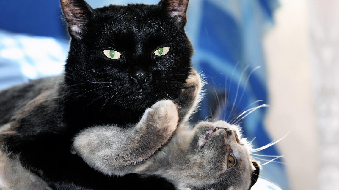 Il Gatto Nero è Un Talismano E Porta Fortuna Ecco Perché