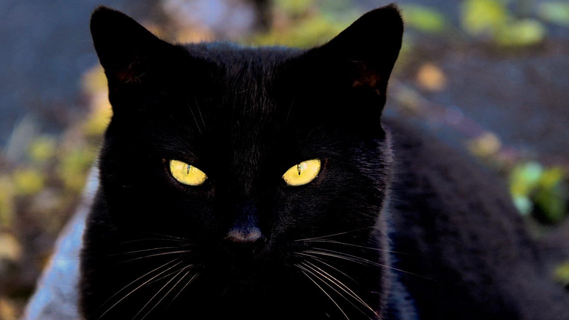 Il Gatto Nero Un Talismano E Porta Fortuna Ecco Perch 