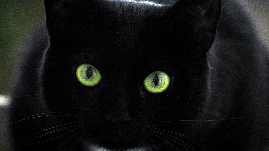 grande grasso nero micio ragazze
