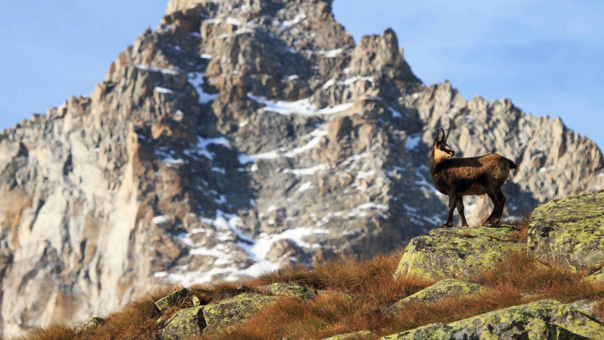 Il Parco Nazionale Del Gran Paradiso Compie 95 Anni Di Bellezza E 