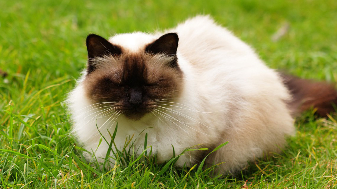Himalayano Caratteristiche Del Gatto Metropolitano Dal Fascino