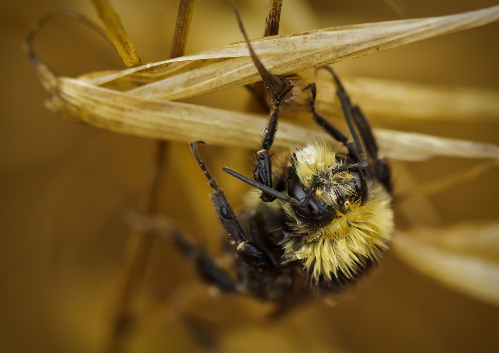 L’ultimo volo dei bombi, i cambiamenti climatici li stanno decimando ...