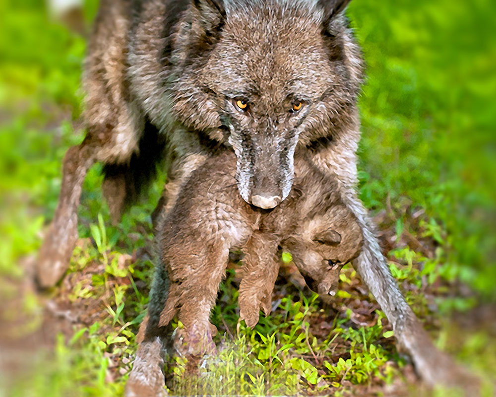 Perché Si Dice In Bocca Al Lupo
