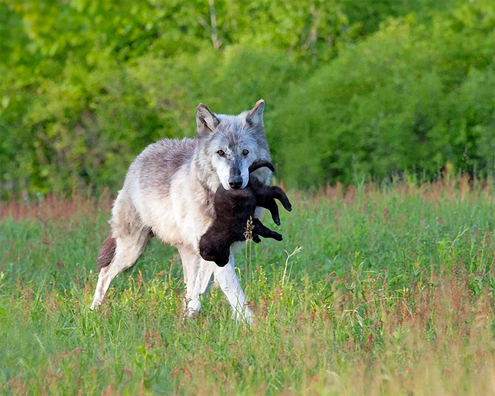 Perché Si Dice In Bocca Al Lupo