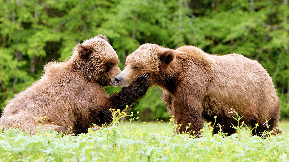 La Festa Di San Valentino Tra Gli Animali I Pi Buffi Rituali Di 