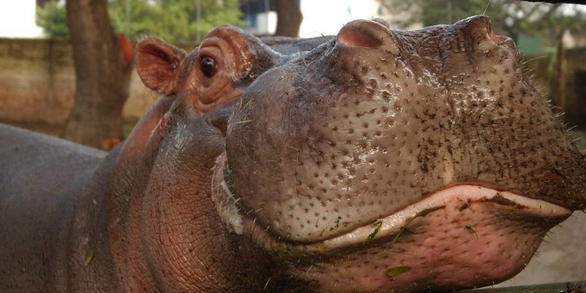 Non sarebbe stata un'aggressione a uccidere l'ippopotamo Gustavito ...