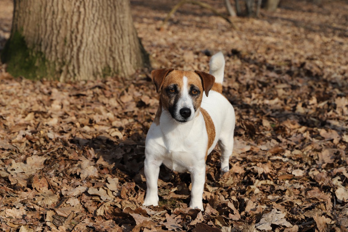 Jack Russell Terrier Il Piccolo Dal Carattere Indomabile Che Fa Tanta Compagnia Lifegate