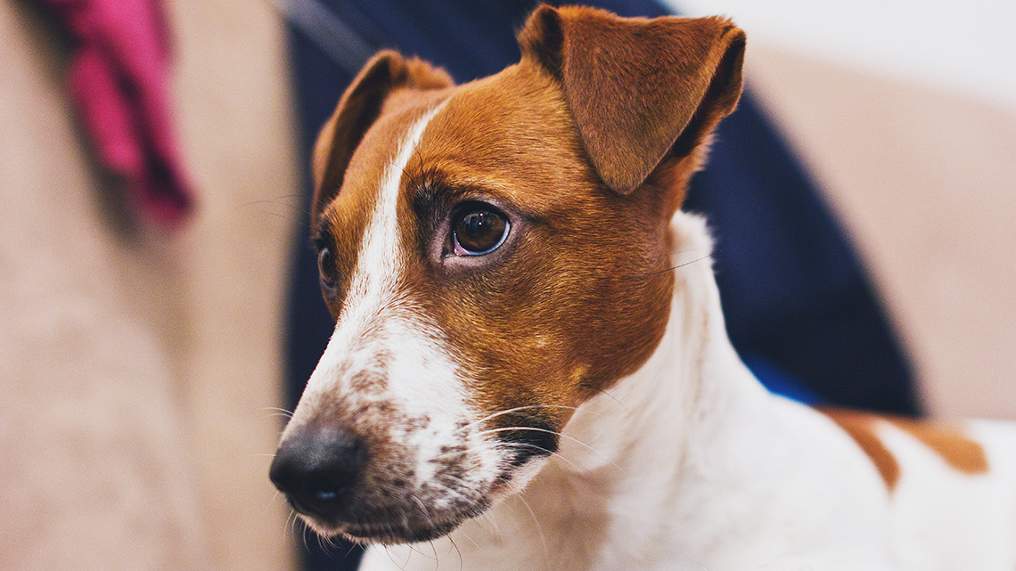 Jack Russell Terrier Il Piccolo Dal Carattere Indomabile Che Fa