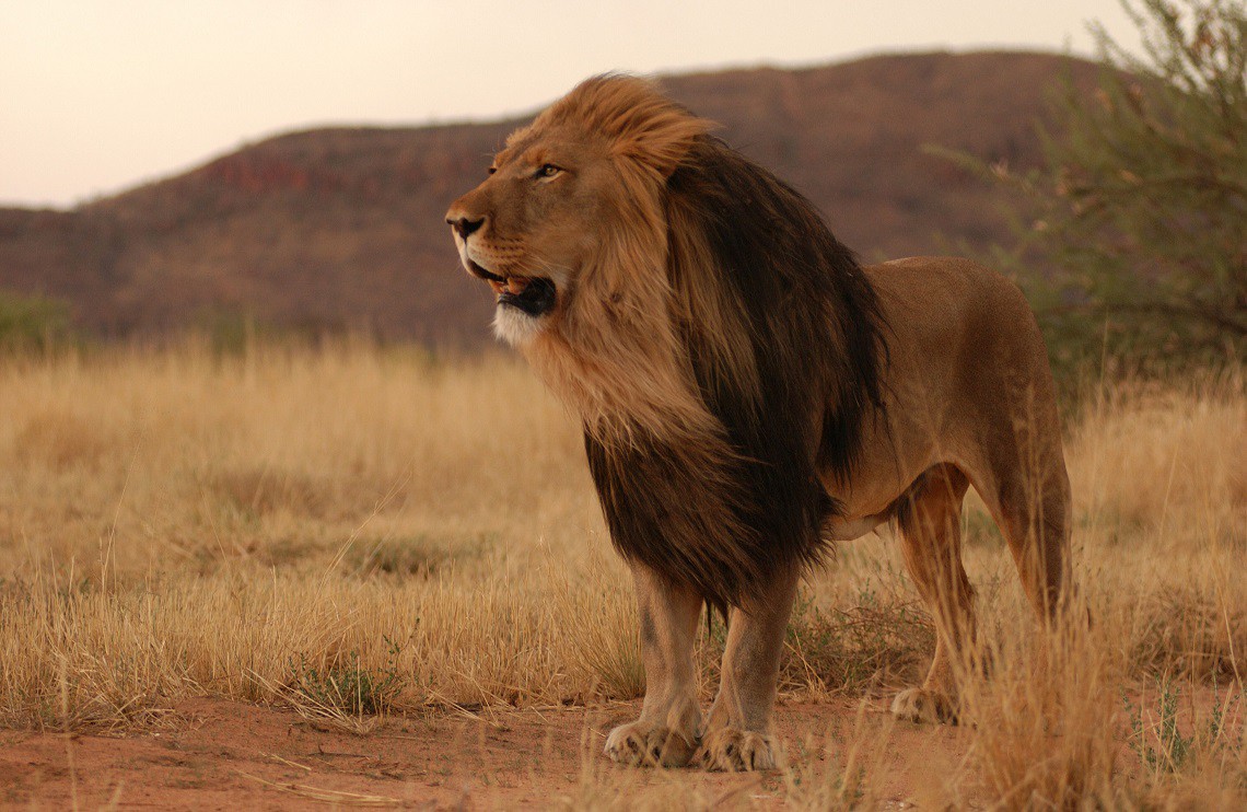 Intelligenza animale il cane ha più del doppio dei neuroni del gatto Intelligenza animale il cane ha più del doppio dei neuroni del gatto