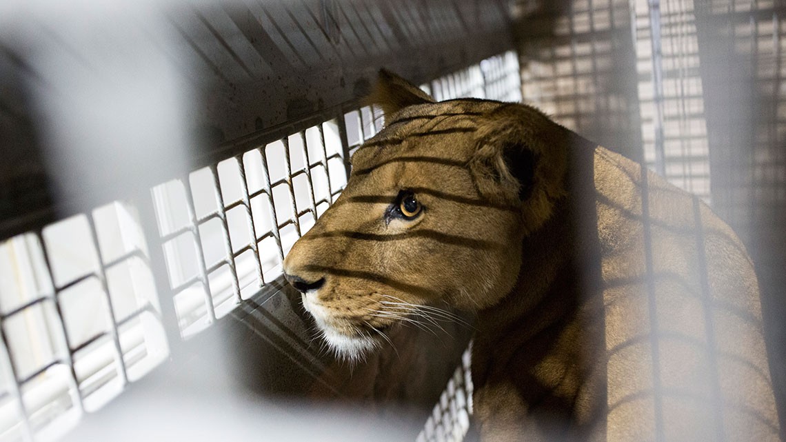 Leone in gabbia in Sudafrica