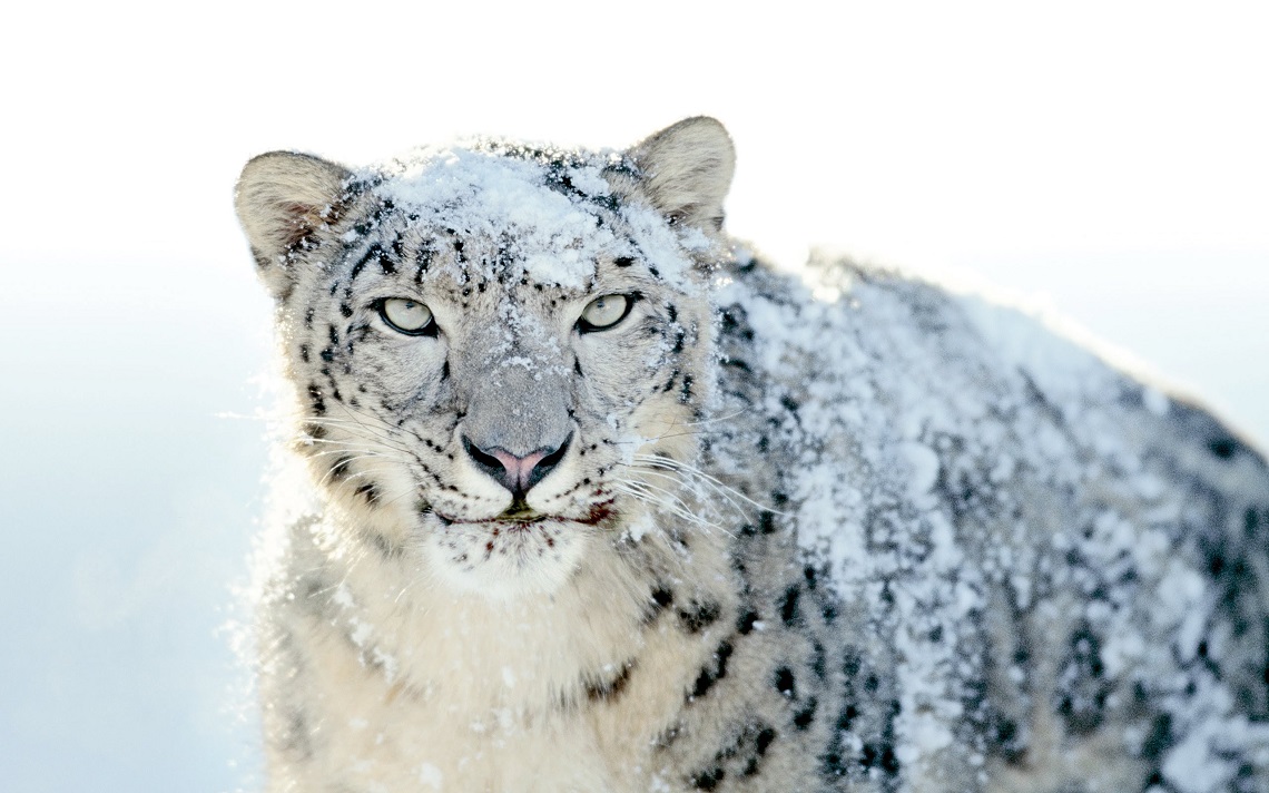 L'Himalaya si scalda e i leopardi delle nevi rischiano l'estinzione - LifeGate