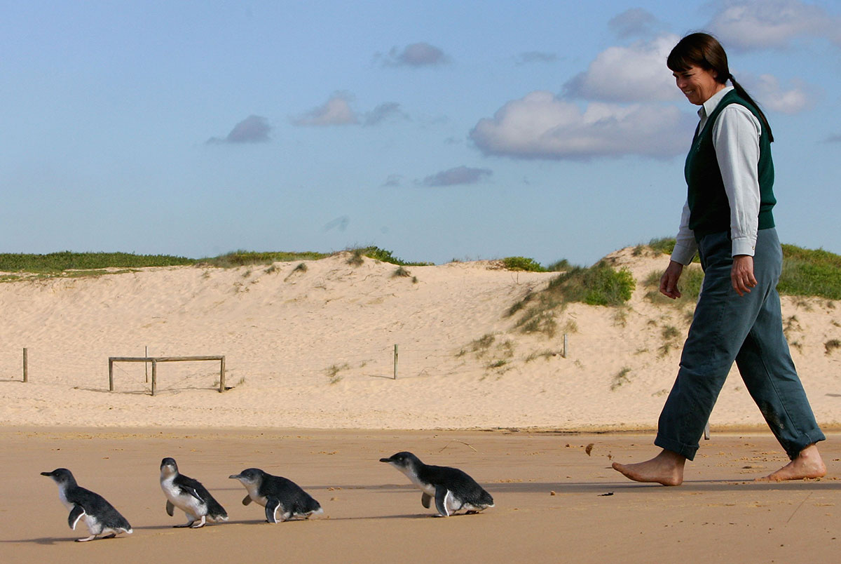 pinguino minore blu Phillip Island