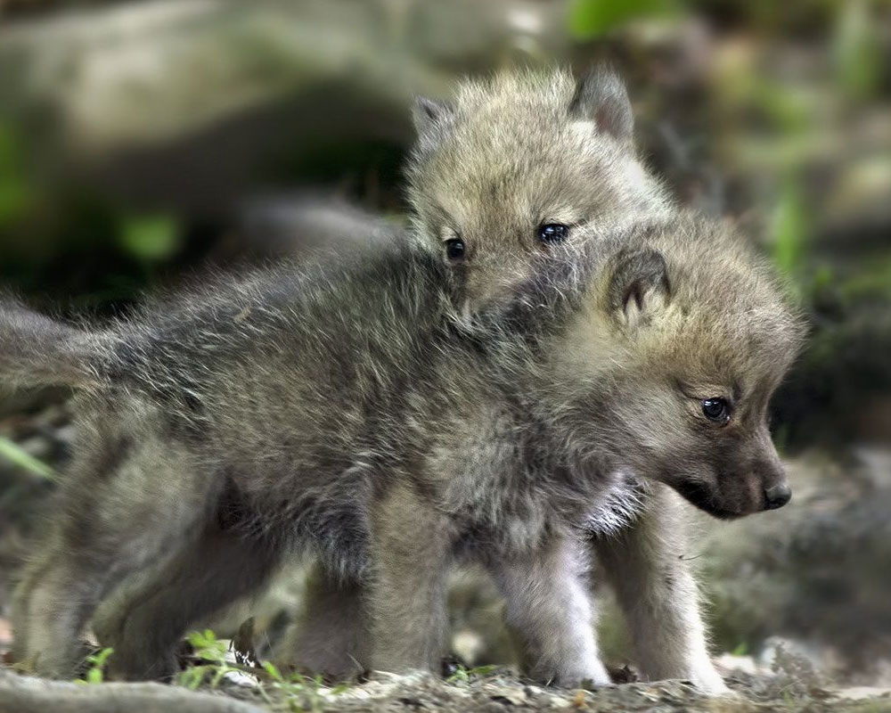 Perché Si Dice In Bocca Al Lupo