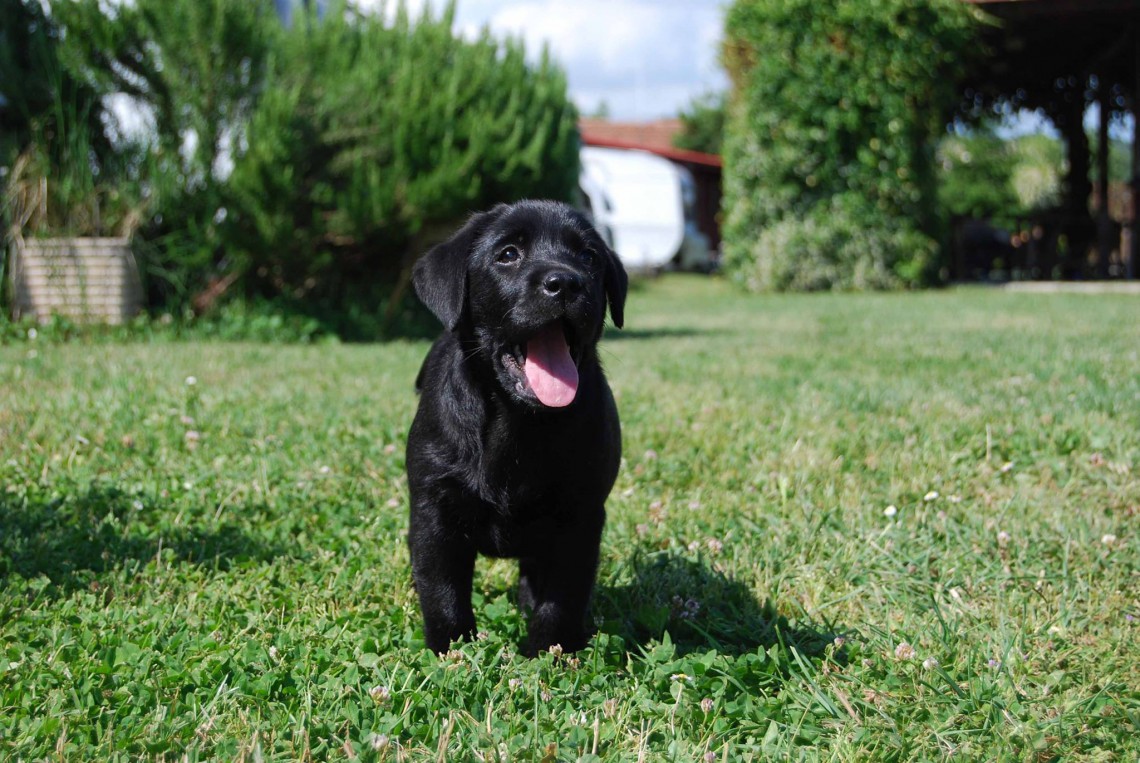 Labrador Un Cane Pop Con Il Carattere Da Giocherellone Lifegate