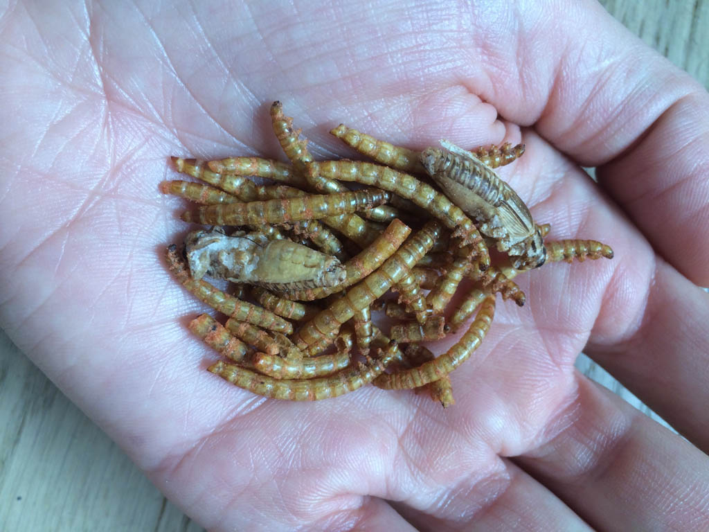 Insetti commestibili © Gloria Schiavi